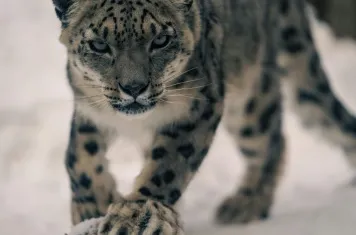 The home of snow leopards Qinghai-Xizang Plateau