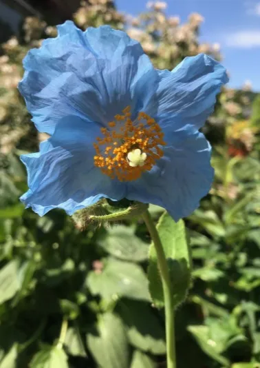 Exploring Meconopsis in Shangri-La.